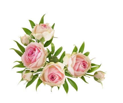 Small pink rose flowers and green eucalyptus leaves in a corner floral arrangement isolated on white or transparent background