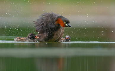Little Grebe with Chicks Shaking Off Water on the Surface © jakkrit