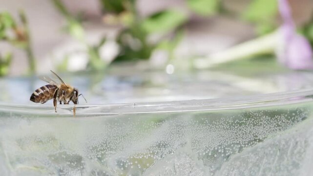 honey bee rests on a bowl with shallow water with sunlit stripes and folded wings capturing a quiet moment of hydration and survival in a harsh urban setting
