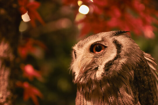 White faced owl looking upward among vibrant red autumn leaves