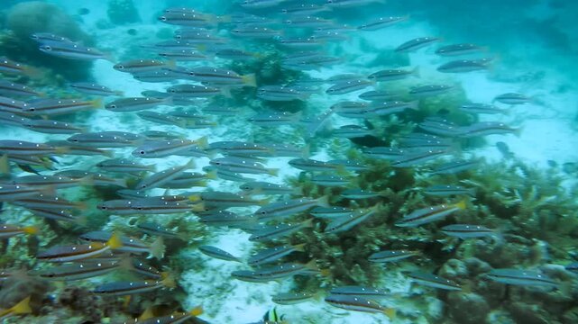 Shoals of tropical fish on coral reef