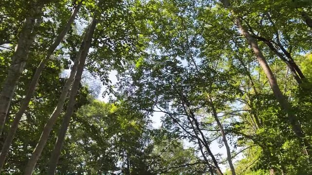木々から柔らかな陽の光が降り注ぐ新緑の森林