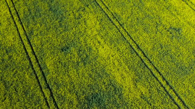 Aerial top down view of yellow rapeseed field