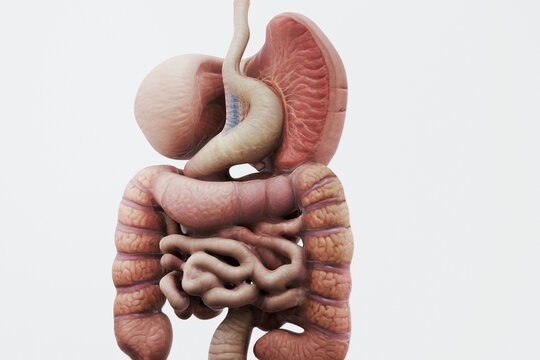 Human digestive system anatomical model. Detailed 3D rendering of stomach, esophagus, small intestine, and colon isolated on white background. Ideal for medical research and gastroenterology concept.