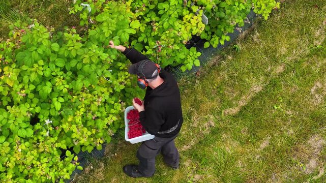 Aerial view of a worker picking fresh raspberries in a lush green field in Valldal, More og Romsdal, Norway.