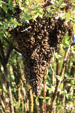 A bee colony has formed in a bush