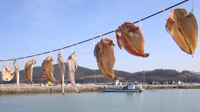 Korea dried cuttlefish fish drying ocean coast island village harbor seafood marine product 한국 갑오징어 생선 말리기 건어물 덕장 해풍 건조 섬마을 바닷가 항구 어촌 수산물 반건조 수산업 식재료