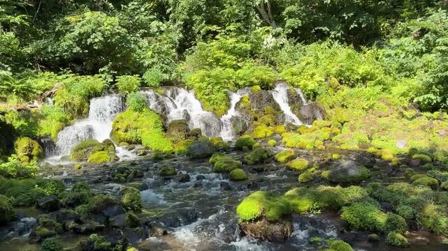 苔むした岩場から清らかな水が流れ落ちるミニ滝