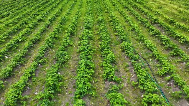 Aerial view of lush green rows of strawberry plants in a field in Valldal, More og Romsdal, Norway.