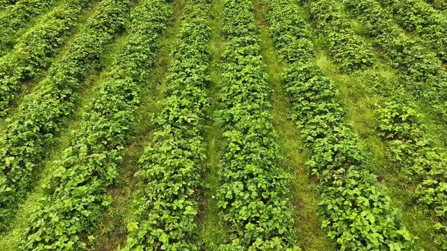 Aerial view of lush green rows of strawberry plants growing in a farm field in Valldal, More og Romsdal, Norway.