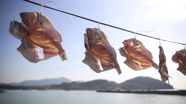 Korea dried cuttlefish fish drying ocean coast island village harbor seafood marine product 한국 갑오징어 생선 말리기 건어물 덕장 해풍 건조 섬마을 바닷가 항구 어촌 수산물 반건조 수산업 식재료
