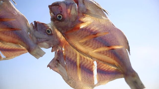 Korea dried cuttlefish fish drying ocean coast island village harbor seafood marine product 한국 갑오징어 생선 말리기 건어물 덕장 해풍 건조 섬마을 바닷가 항구 어촌 수산물 반건조 수산업 식재료