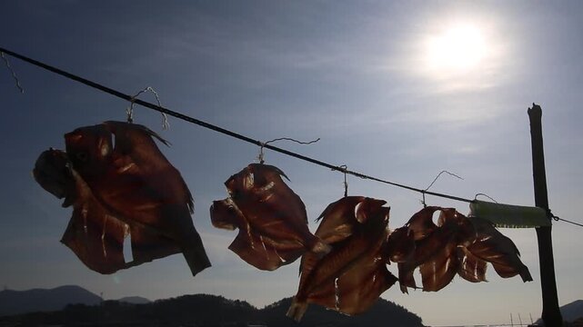Korea dried cuttlefish fish drying ocean coast island village harbor seafood marine product 한국 갑오징어 생선 말리기 건어물 덕장 해풍 건조 섬마을 바닷가 항구 어촌 수산물 반건조 수산업 식재료