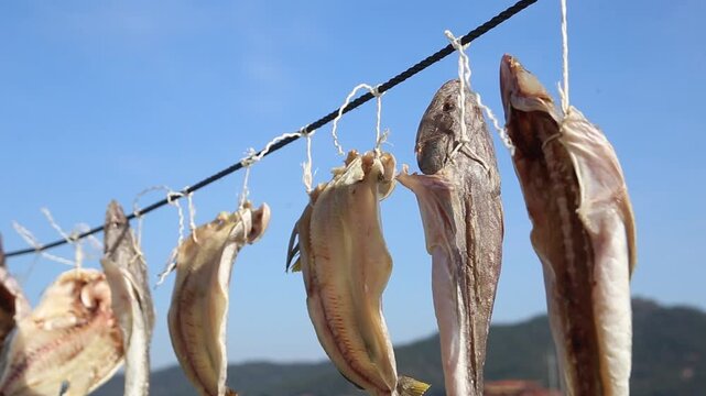 Korea dried cuttlefish fish drying ocean coast island village harbor seafood marine product 한국 갑오징어 생선 말리기 건어물 덕장 해풍 건조 섬마을 바닷가 항구 어촌 수산물 반건조 수산업 식재료