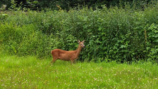 Aerial view of a roe deer standing in a lush green meadow with dense foliage in the background in Sylte, More og Romsdal, Norway.