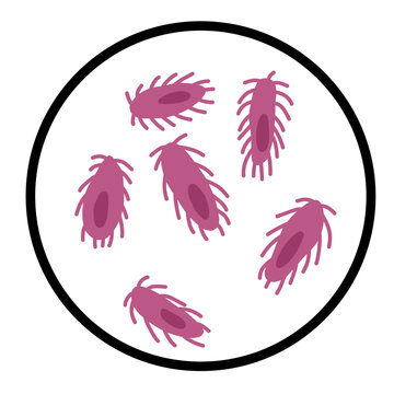 Salmonella bacterium illustration