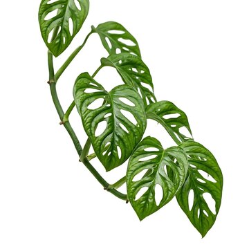 Monstera adansonii plant vine with perforated leaves isolated on white background