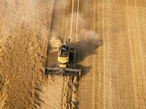 Top down aerial view of combine harvester harvesting ripe wheat with straw windrow during golden hour in Latvia