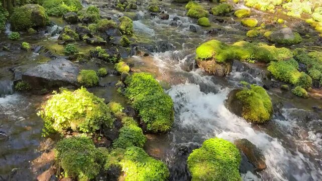 青々と茂る苔と岩間を流れる清らかなせせらぎ