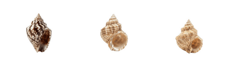 Small spiral seashells and marine snail shells isolated on a white background stock PNG graphic asset for beach, summer, and ocean life design concepts © Ibrar