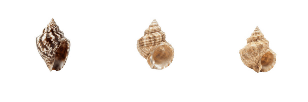 Small spiral seashells and marine snail shells isolated on a white background stock PNG graphic asset for beach, summer, and ocean life design concepts