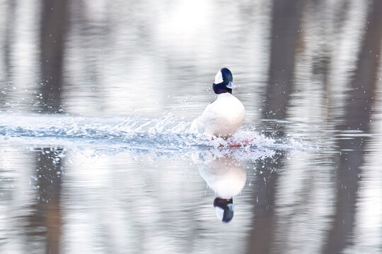 00750-00404 Bufflehead (Bucephala albeola) male landing in wetland Marion Co. IL