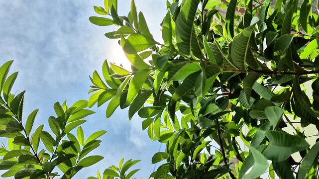 Sunlight Shining Through Fresh Green Guava Tree Leaves Against Blue Sky