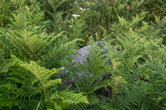 Fern growing around a rock in the forest. Wild fern on mountain. 