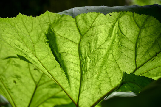 Giant butterbur leaves by the river, close up. Wild butterbur plant in nature.