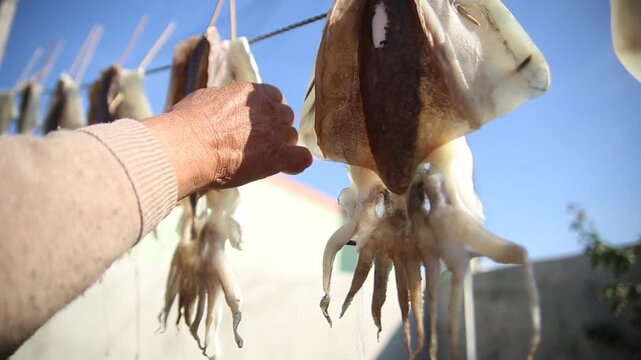 Korea dried cuttlefish fish drying ocean coast island village harbor seafood marine product 한국 갑오징어 생선 말리기 건어물 덕장 해풍 건조 섬마을 바닷가 항구 어촌 수산물 반건조 수산업 식재료