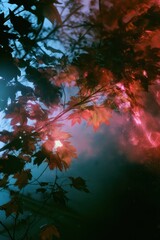 Fototapeta premium Abstract autumn leaves glowing in dreamy blue and pink light