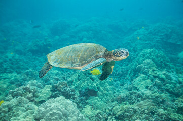 Green sea turtle swimming underwater off the coast of Hawaii © willtu