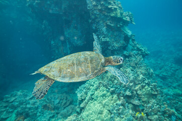 Green sea turtle swimming underwater off the coast of Hawaii © willtu