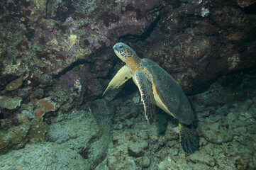 Green sea turtle swimming underwater off the coast of Hawaii © willtu