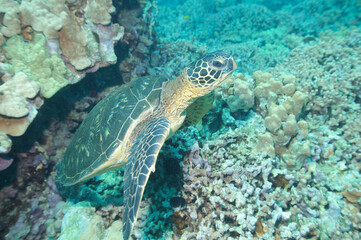 Green sea turtle swimming underwater off the coast of Hawaii © willtu