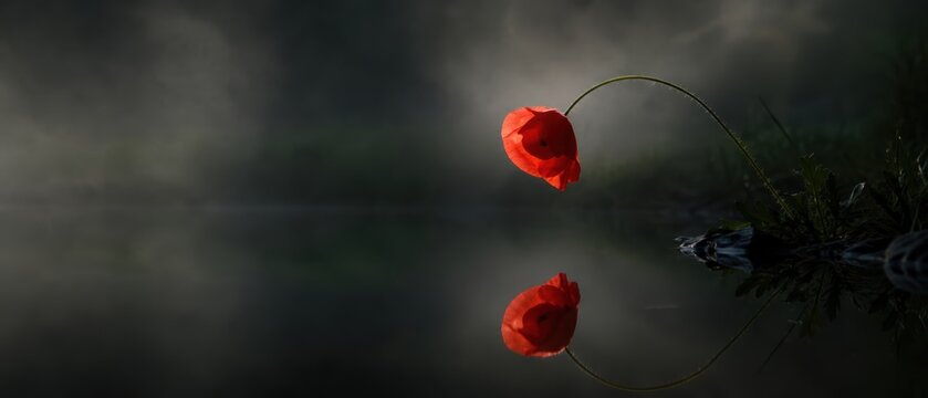 single red poppy flower bending over calm dark water with a clear reflection against a moody misty background