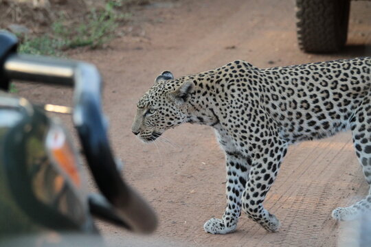 A wild leopard crossing the path in between safari open vehicles at Mabalingwe reserve in south africa