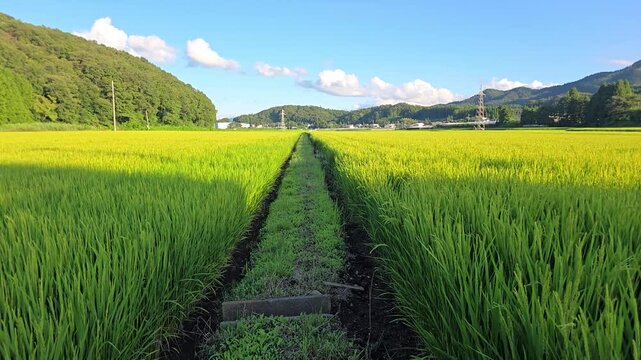 4K Ground Level View of Lush Green Rice Fields and Peaceful Countryside in Rural Japan on a Sunny Summer Day