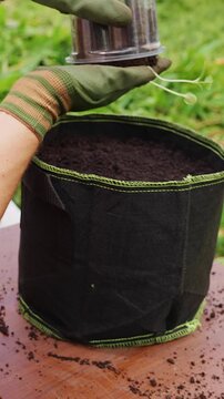 Vertical video. Woman Wearing Protective Gloves Holds Watermelon Seedlings with an Intact Soil Block above a Fabric Pot, Preparing Careful Transplantation Outdoors
