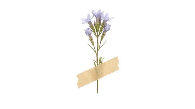 Small cluster of blue star shaped flowers secured with tape on png background is