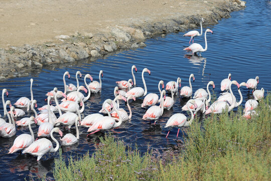 A pack of flamingos moving forward in the water at the sigean game reserve in the south of france
