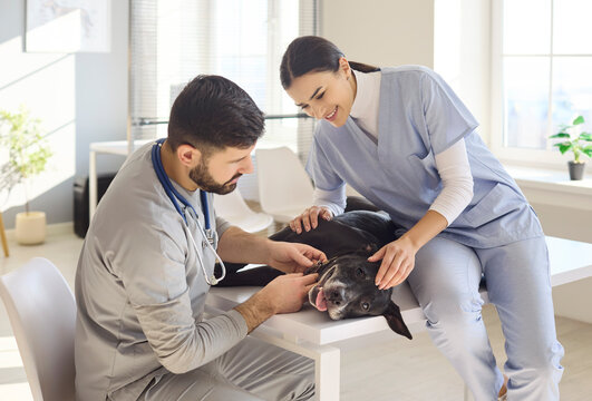 Veterinarian nurse dog checkup in clinic exam. Team provides medical care, checks vitals, reassures the pet patient, keeping the visit low stress in a bright clinic. Clear concept of pet care.
