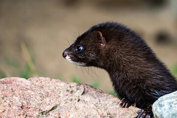 Profile portrait of mink sitting on rock with copy space © Quality by Simon