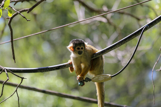 Squirrel monkey (Saimiri sciureus) perched on a cable in a conservation center in israel
