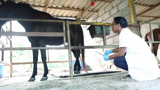 Male veterinarian conducts health checks horses rural farm assessing nutrition screening infectious diseases closely monitoring well being promote good health through appropriate care standards.