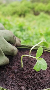 Vertical video. Gardener Wearing Protective Gloves Firms Soil around Young Watermelon Seedlings in Slow Motion, Securing Their Roots after Transplantation