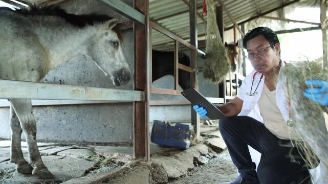 Male veterinarian conducts health checks horses rural farm assessing nutrition screening infectious diseases closely monitoring well being promote good health through appropriate care standards.