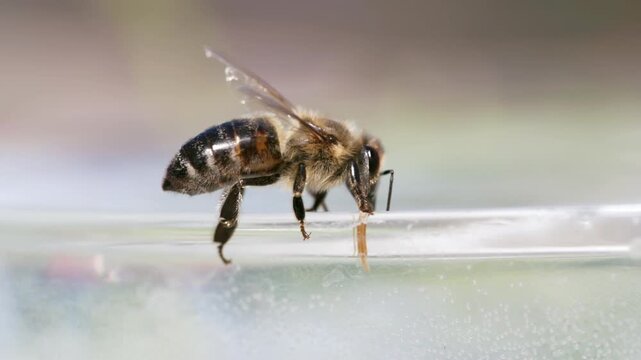 honey bee rests on a bowl with shallow water with sunlit stripes and folded wings capturing a quiet moment of hydration and survival in a harsh urban setting