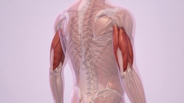 Biceps brachii muscles anatomy and structure in a transparent human body