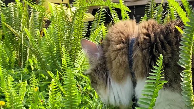 A fluffy cat with white and brown fur exploring a patch of vibrant green ferns in a garden.